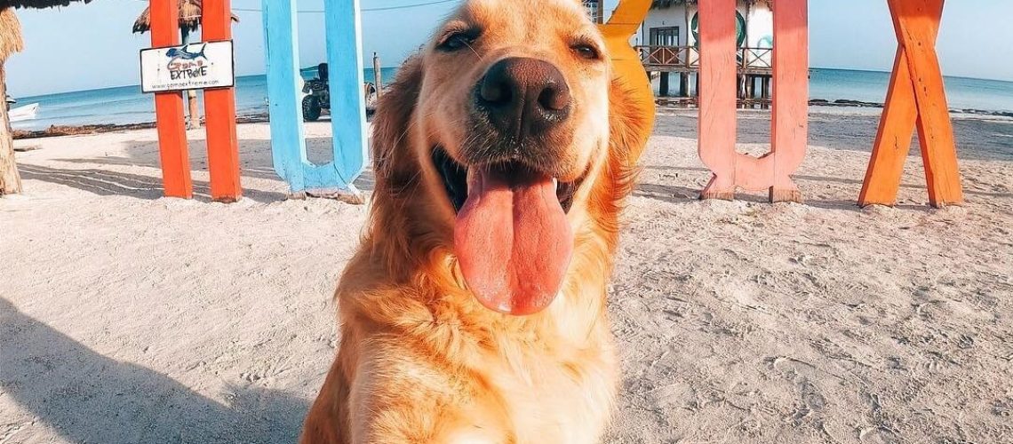 Cachorro Holbox
